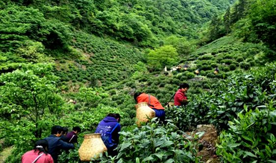 广东省农业标准化协会关于《海丰莲花山茶加工技术规程》等4项团体标准立项的公告