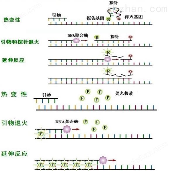 巴氏*线虫探针法荧光PCR检测试剂盒