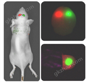 小动物活体成像系统