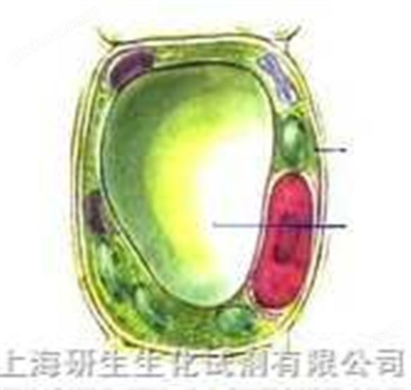 非洲绿猴肾